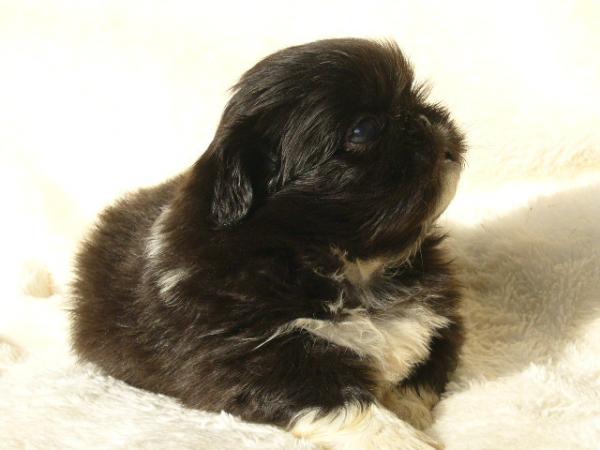 ティムで2011年10月11日に生まれたペキニーズブラックオス画像7