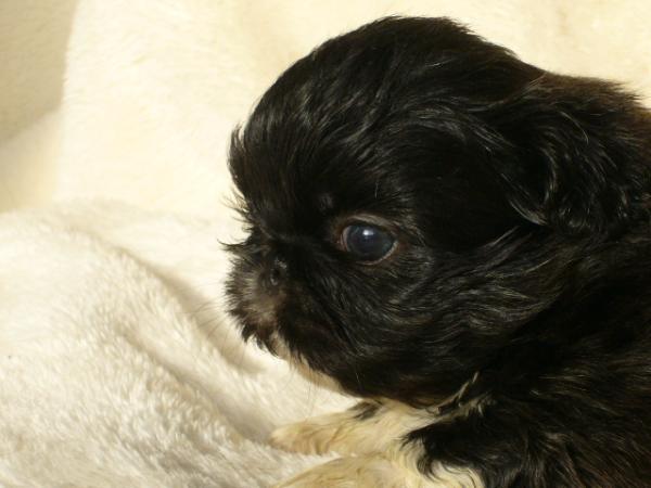 ティムで2011年10月11日に生まれたペキニーズブラックオス画像9