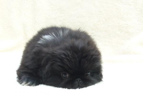 ティムで2011年 9月30日に生まれたペキニーズブラックメス画像11