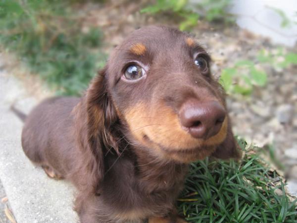 カニンヘン ダックスフンド ロング チョコタン オス 11年 8月19日生まれの子犬 Bau Haus 25 ケネル