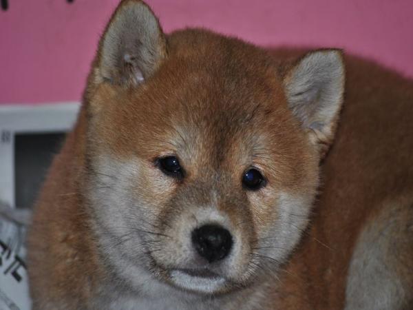 ワンズワールド 富里で2011年10月30日に生まれた柴犬赤毛オス画像1