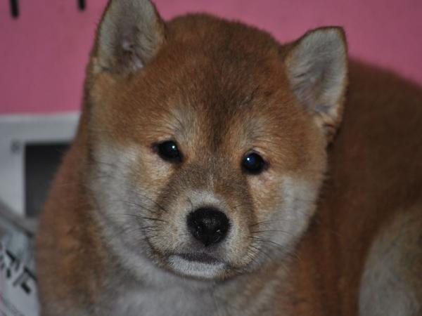 ワンズワールド 富里で2011年10月30日に生まれた柴犬赤毛オス画像2