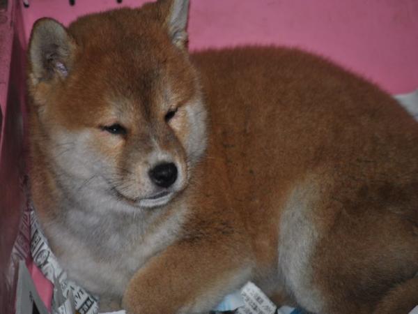 ワンズワールド 富里で2011年10月30日に生まれた柴犬赤毛オス画像3