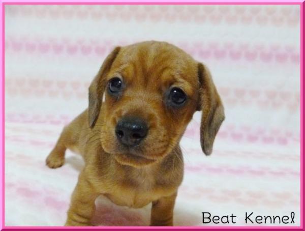 BEAT KENNELで2011年12月 1日に生まれたカニンヘン・ダックスフンド スムースレッドメス画像4