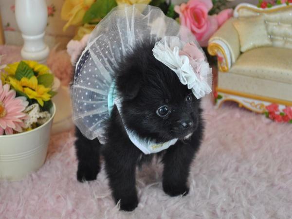 ワンズワールド 富里で2012年 3月 9日に生まれたポメラニアンブラックメス画像4