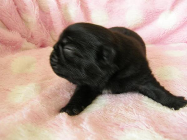 ドッグブリーダー パピーズママで2012年 4月20日に生まれたパグブラックオス画像1
