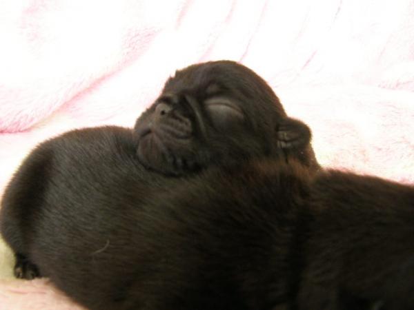 ドッグブリーダー パピーズママで2012年 4月20日に生まれたパグブラックオス画像2