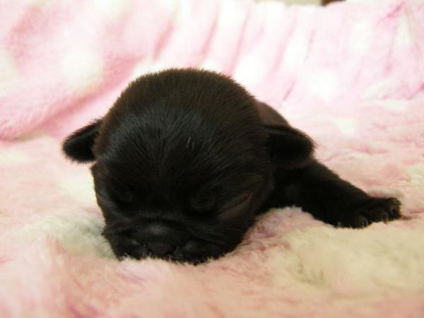 ドッグブリーダー パピーズママで2012年 4月20日に生まれたパグブラックメス画像2