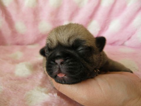 ドッグブリーダー パピーズママで2012年 4月20日に生まれたパグフォーンオス画像1
