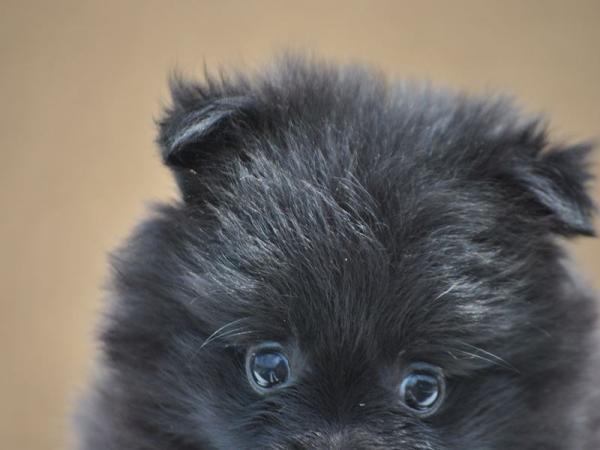 ワンズワールド 富里で2012年 6月 6日に生まれたポメラニアンブラックメス画像3