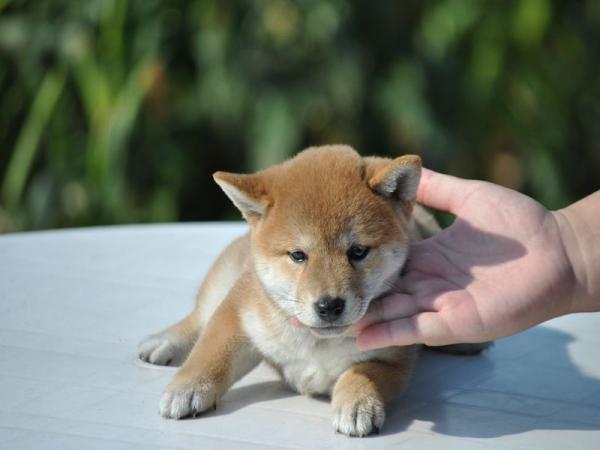 ワンズワールド 富里で2012年 6月 4日に生まれた柴犬赤毛メス画像1