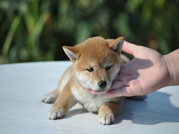 ワンズワールド 富里で2012年 6月 4日に生まれた柴犬赤毛メス画像2
