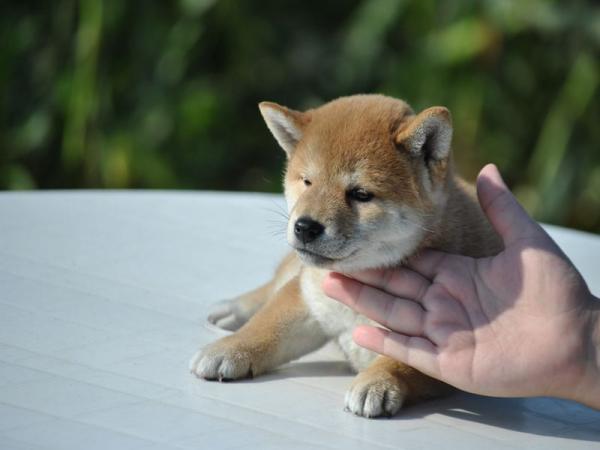 ワンズワールド 富里で2012年 6月 4日に生まれた柴犬赤毛メス画像3