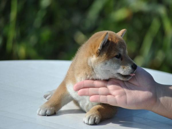ワンズワールド 富里で2012年 6月 4日に生まれた柴犬赤毛メス画像4