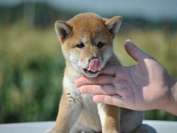 ワンズワールド 富里で2012年 6月 4日に生まれた柴犬赤毛メス画像5