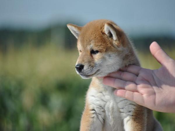 ワンズワールド 富里で2012年 6月 4日に生まれた柴犬赤毛メス画像6