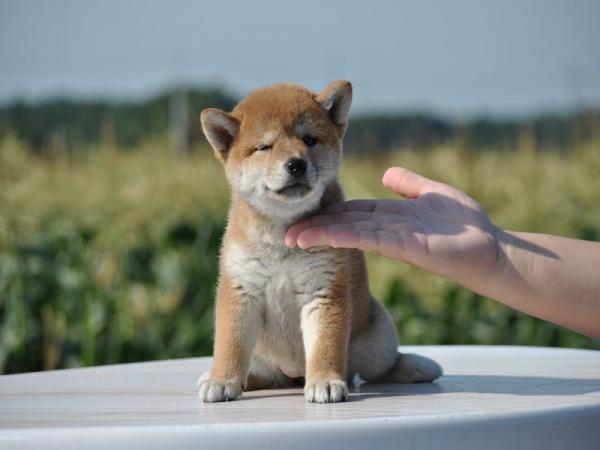 ワンズワールド 富里で2012年 6月 4日に生まれた柴犬赤毛メス画像7