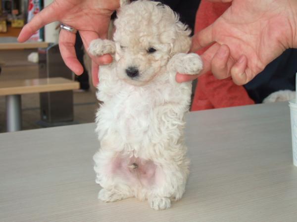 トイ プードル ホワイト オス 12年 9月24日生まれの子犬 アニセラピーズ
