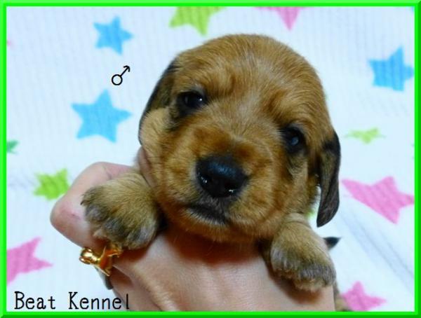 BEAT KENNELで2012年11月 5日に生まれたカニンヘン・ダックスフンド ワイアーレッドオス画像7