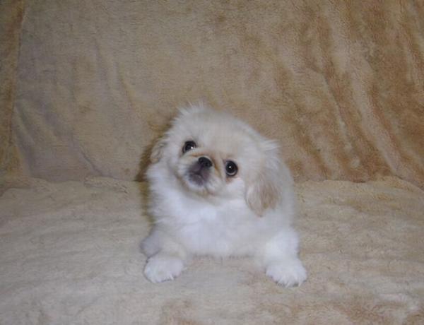 ティムで2012年10月22日に生まれたペキニーズクリームメス画像10