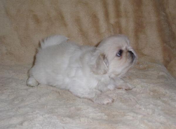 ティムで2012年10月22日に生まれたペキニーズクリームメス画像4
