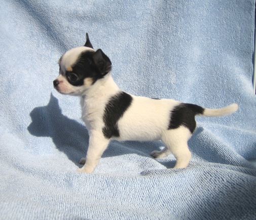 チワワ スムース ホワイト ブラック メス 12年12月12日生まれの子犬 ファンシー チワワ館