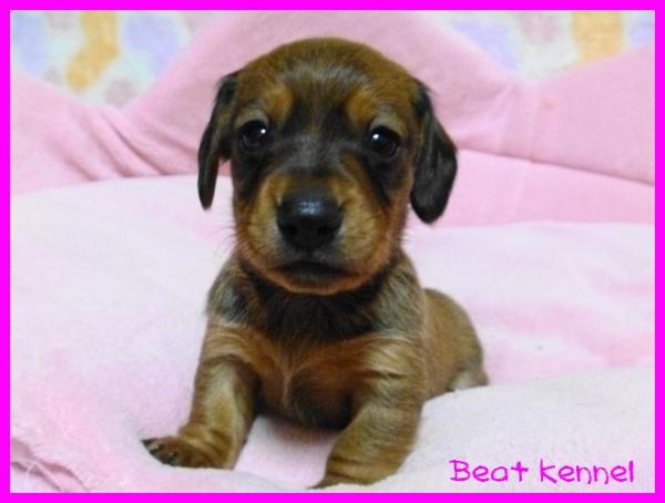 BEAT KENNELで2012年12月19日に生まれたカニンヘン・ダックスフンド スムースレッドオス画像4