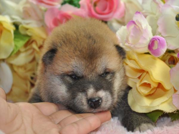 ワンズワールド 富里で2013年 1月16日に生まれた柴犬赤毛オス画像1