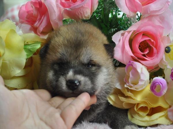ワンズワールド 富里で2013年 1月16日に生まれた柴犬赤毛オス画像2