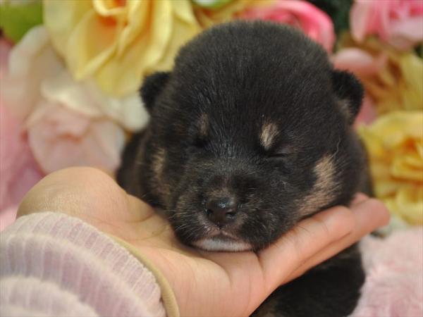 ワンズワールド 富里で2013年 1月16日に生まれた柴犬黒毛メス画像1