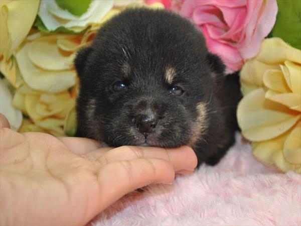 ワンズワールド 富里で2013年 1月16日に生まれた柴犬黒毛メス画像2