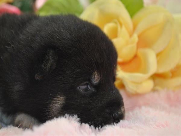 ワンズワールド 富里で2013年 1月16日に生まれた柴犬黒毛メス画像3