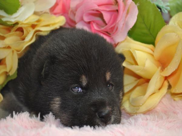 ワンズワールド 富里で2013年 1月16日に生まれた柴犬黒毛メス画像4