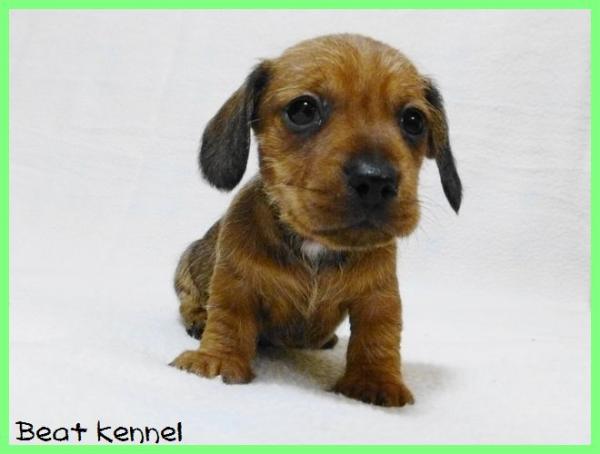BEAT KENNELで2013年 1月29日に生まれたミニチュア・ダックスフンド ワイアーレッドオス画像1
