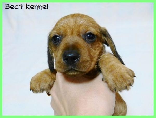 BEAT KENNELで2013年 1月29日に生まれたミニチュア・ダックスフンド ワイアーレッドオス画像2