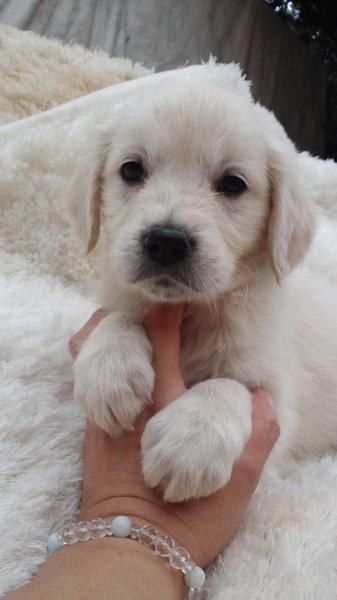 英国ゴールデンレトリバー ホワイト メス 2013年 5月10日生まれの子犬 リサ ドリーム カンパニー