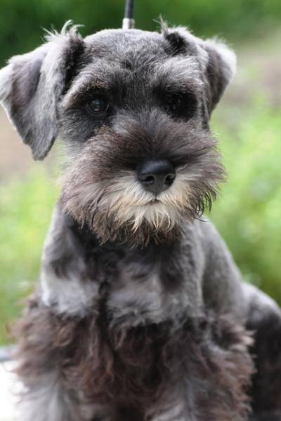 ミニチュア シュナウザー ソルト ペッパー オス 13年 6月 5日生まれの子犬 Aruf Reed