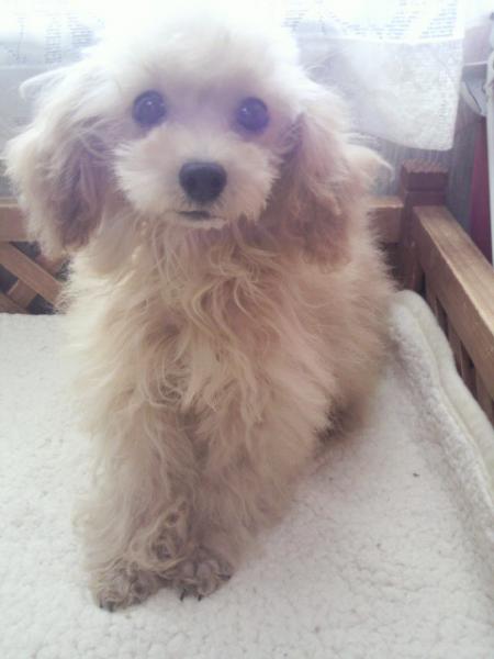 トイ プードル アプリコット メス 2013年 4月12日生まれの子犬 Jewel Lagoon