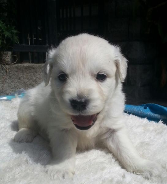 英国ゴールデンレトリバー ホワイト オス 13年 7月日生まれの子犬 リサ ドリーム カンパニー