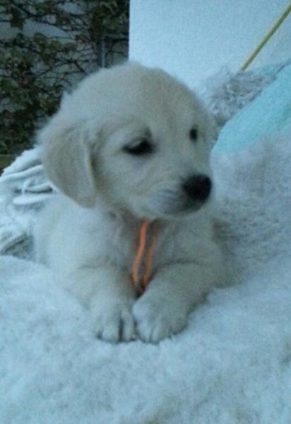英国ゴールデンレトリバー ホワイト メス 13年 7月日生まれの子犬 リサ ドリーム カンパニー