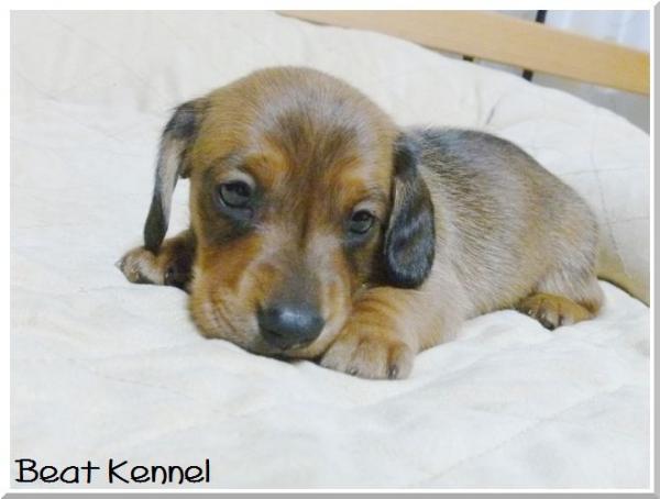 BEAT KENNELで2013年 8月 4日に生まれたカニンヘン・ダックスフンド スムースレッドオス画像5