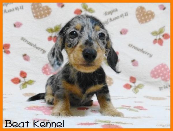 BEAT KENNELで2013年 7月19日に生まれたカニンヘン・ダックスフンド ワイアーチョコダップルメス画像5