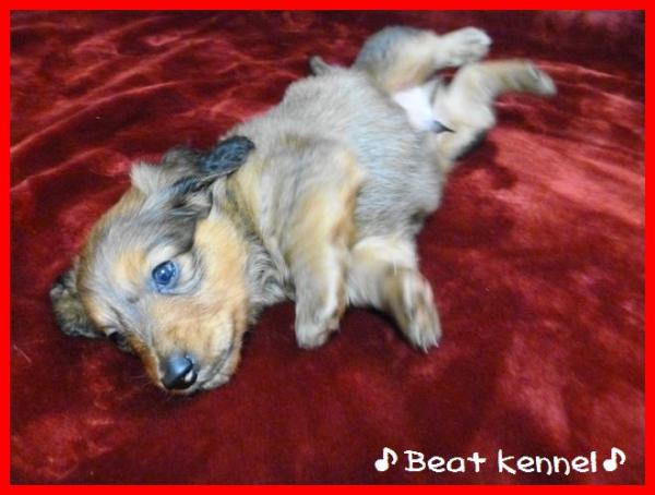 BEAT KENNELで2013年11月 1日に生まれたダックスフンド ロングレッドオス画像5