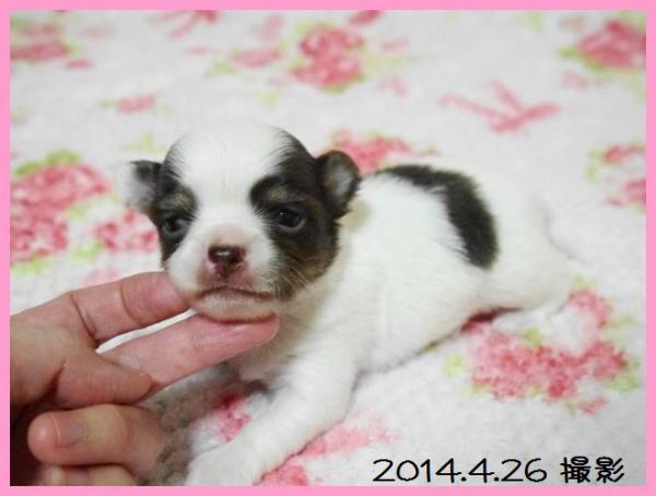 チワワ ロングコート チョコパーティー メス 2014年 4月 6日生まれの子犬 Beat Kennel