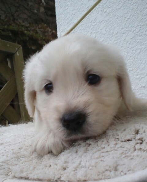 英国系ゴールデンレトリバー クリーム オス 14年 6月26日生まれの子犬 リサ ドリーム カンパニー