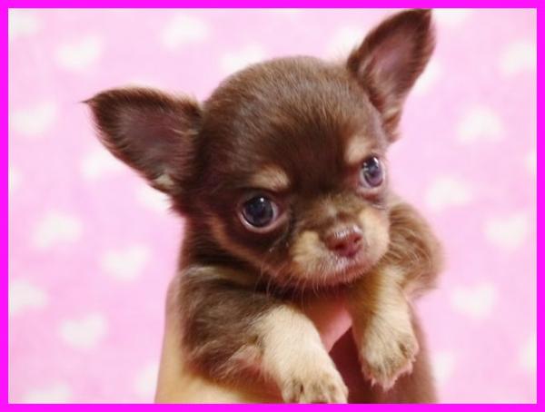 チワワ ロングコート チョコレート クリーム メス 14年 8月 3日生まれの子犬 Beat Kennel