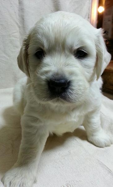 英国ゴールデンレトリバー ホワイト オス 14年10月27日生まれの子犬 リサ ドリーム カンパニー