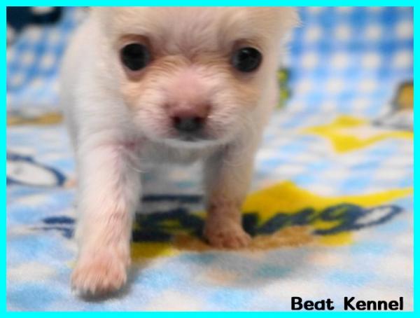 BEAT KENNELで2014年12月19日に生まれたチワワ ロングコートホワイトオス画像5