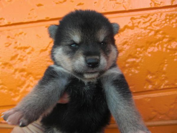 BEAUTY.Mで2009年 6月23日に生まれた柴犬黒毛メス画像4