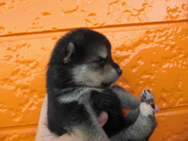 BEAUTY.Mで2009年 6月23日に生まれた柴犬黒毛メス画像5